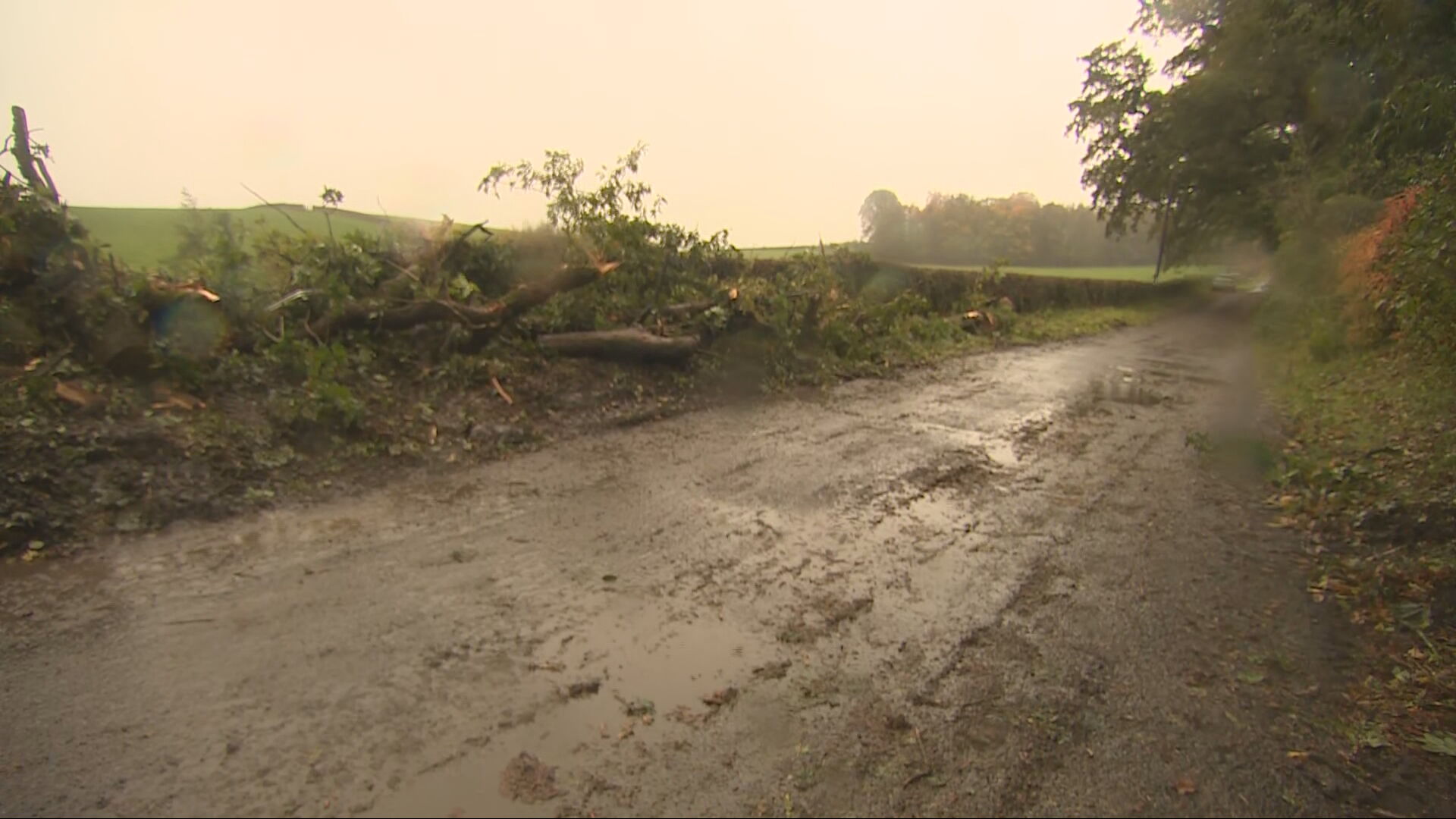 Man, 60, dies after being hit by tree in Castle Douglas | ITV News Border