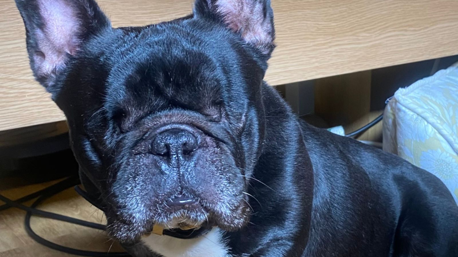 Blind Frenchie finds forever home after spending two years at