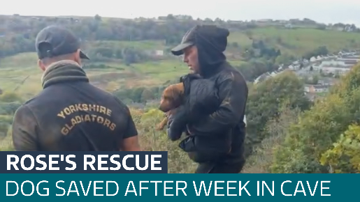Dog rescued after seven days stuck underground - Latest From ITV News