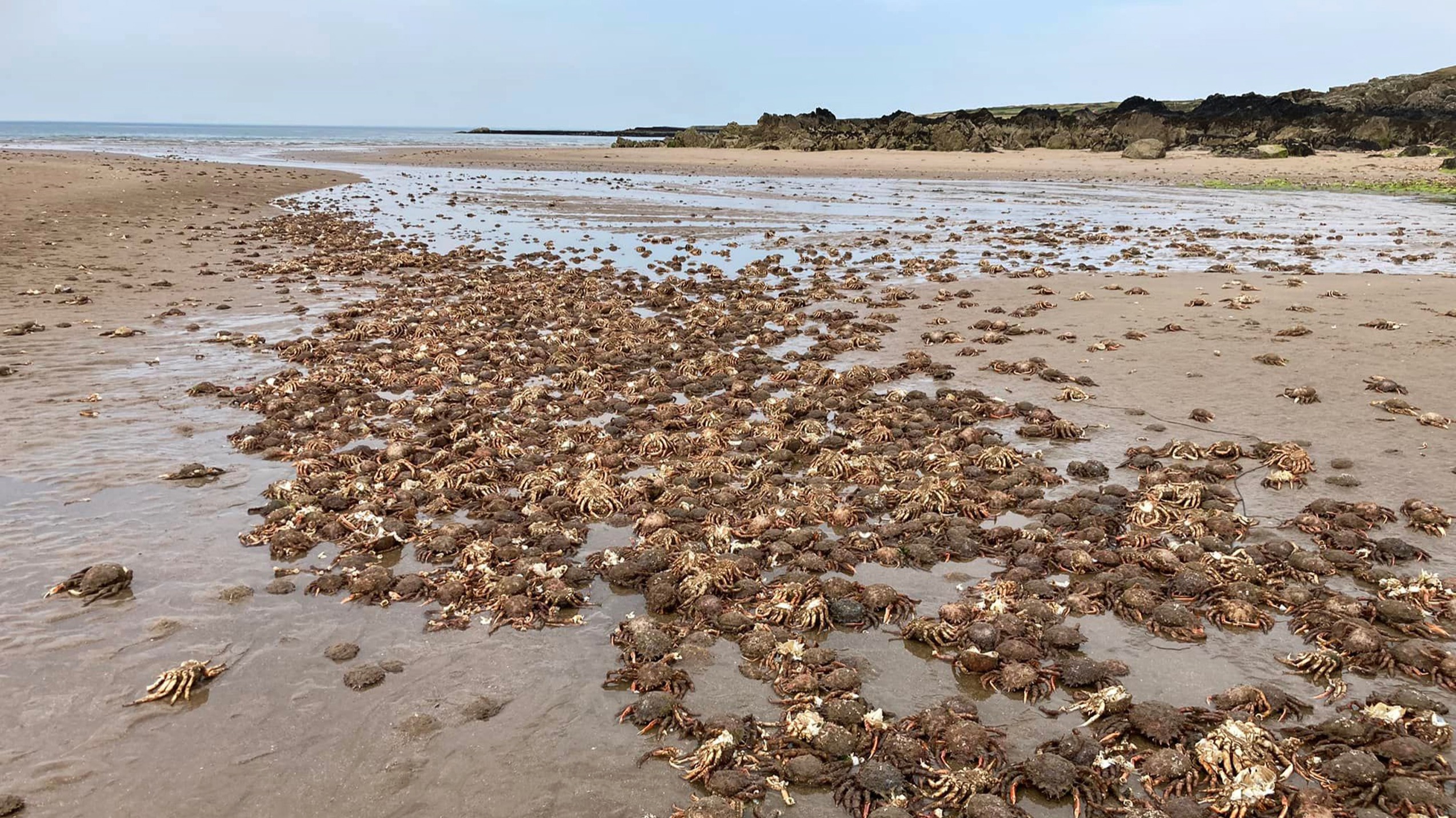 Thousands of crabs wash up on Anglesey beach in 'phenomenal' sight