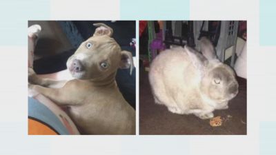 A pet dog and rabbit have been stolen from a back garden in Strood. 
