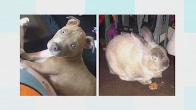 A pet dog and rabbit have been stolen from a back garden in Strood.