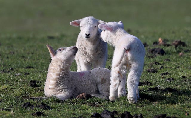 Group of lambs found dead following 'despicable' attack | ITV News Central