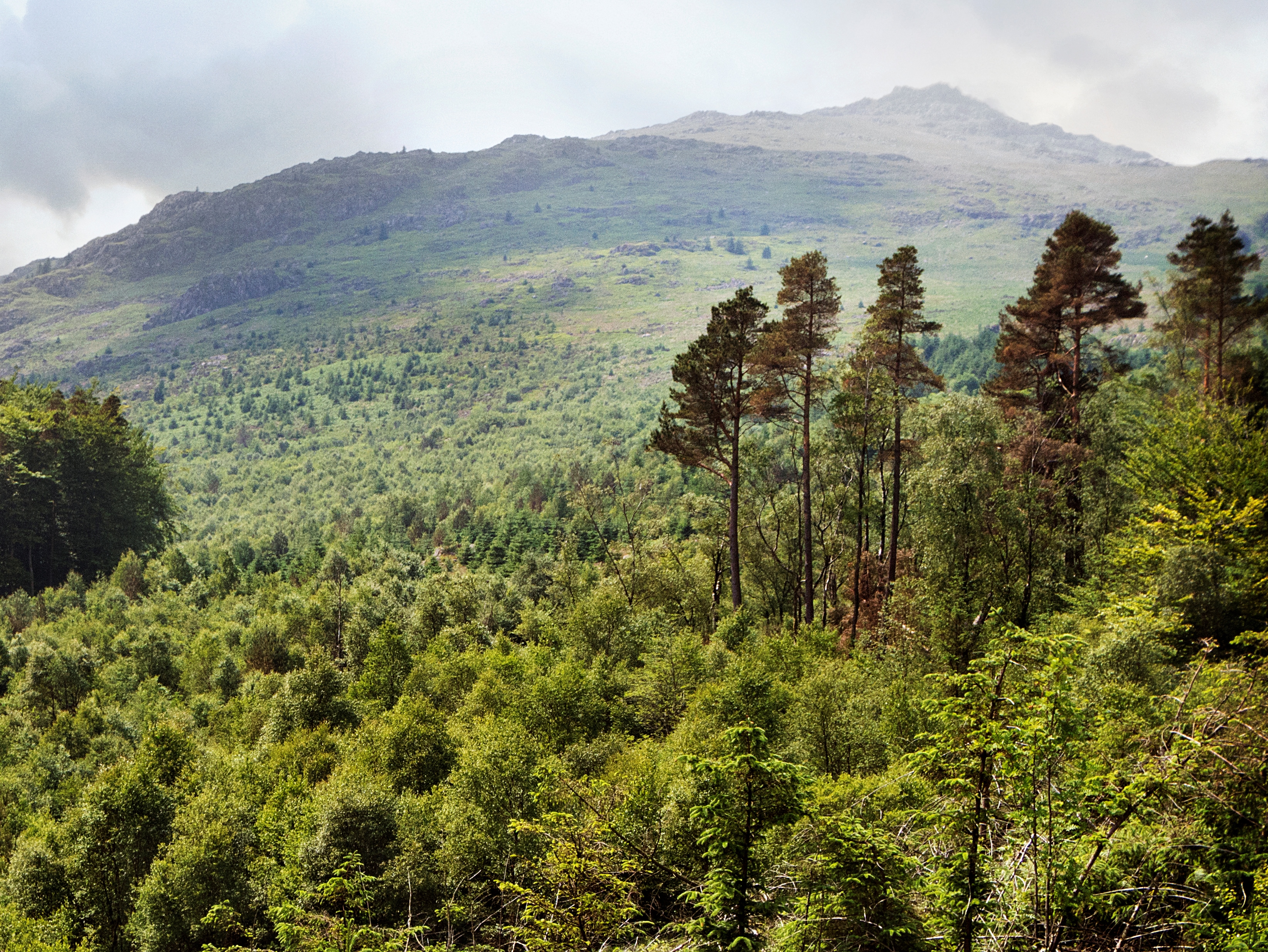 New satellite aims to help see the forest for the trees | ITV News Anglia