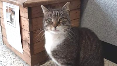 Cat food home sales bargains