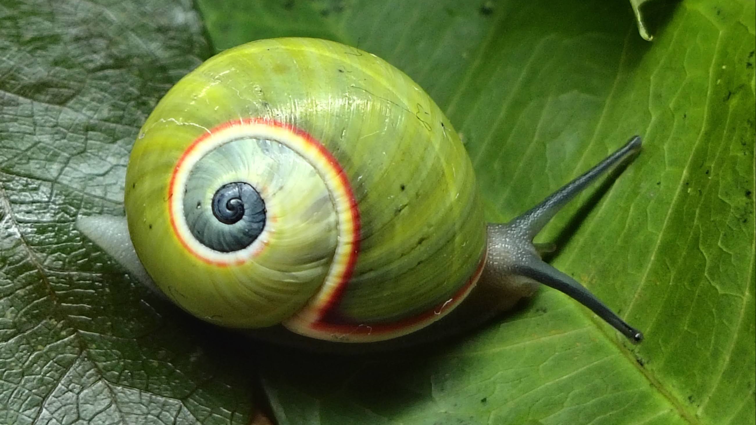 UK researchers work to save one of the world's most beautiful snails