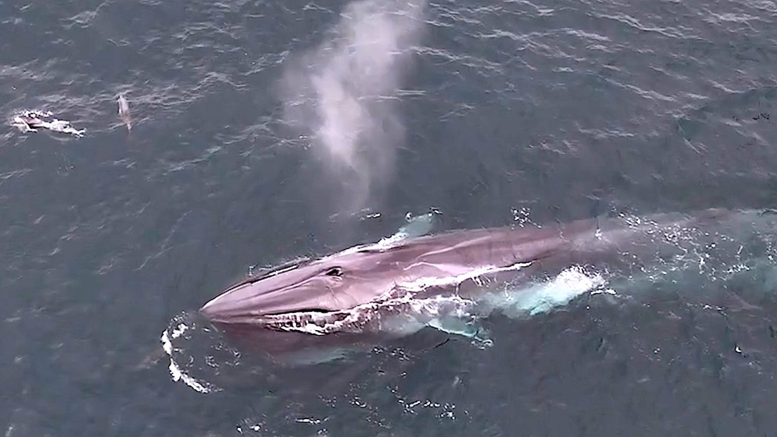 Rare footage of fin whale filmed by wildlife photographer off Cornwall  coast | ITV News West Country