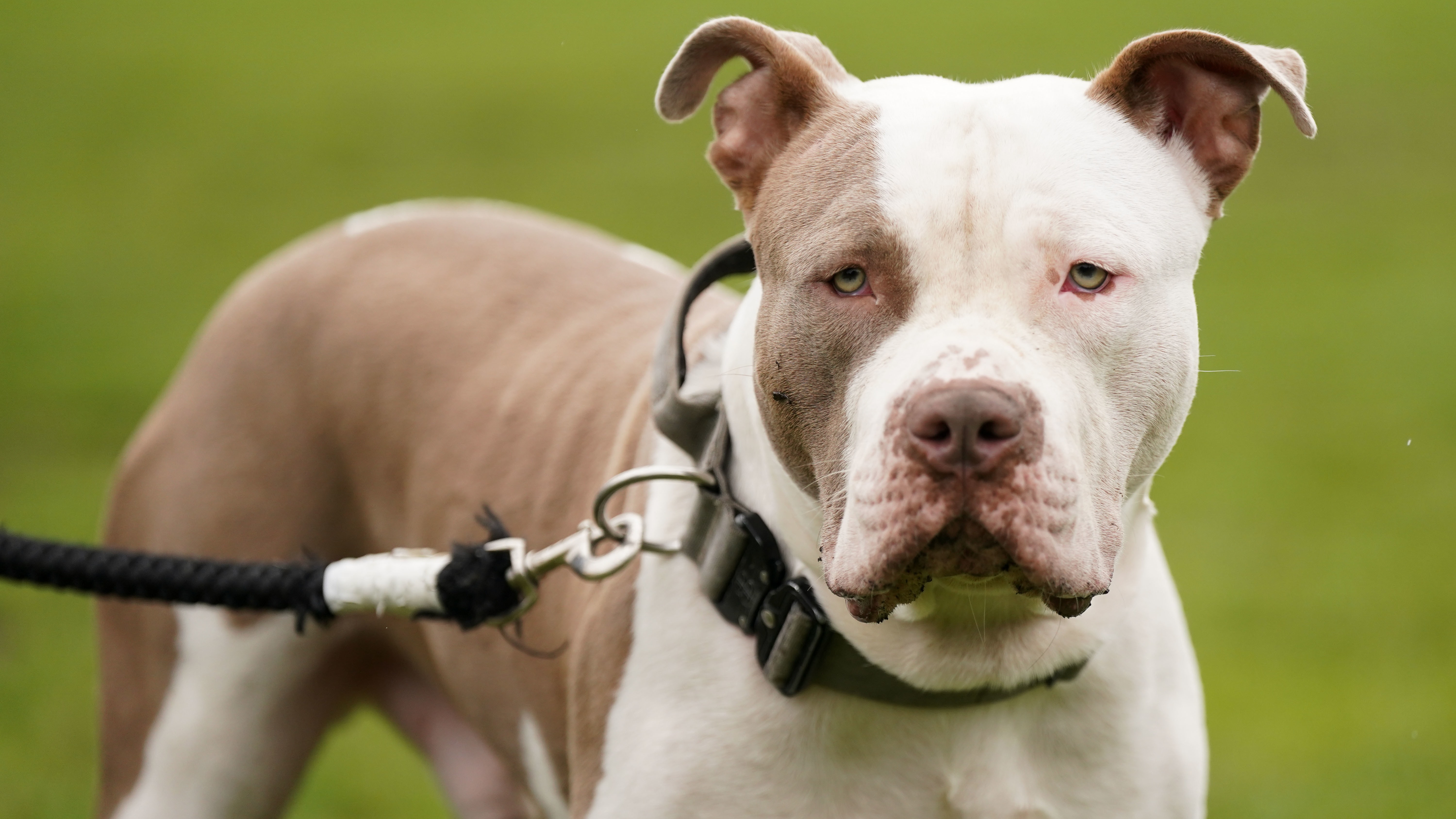 New XL bully rules come into force ahead of ban on dog breed | ITV ...