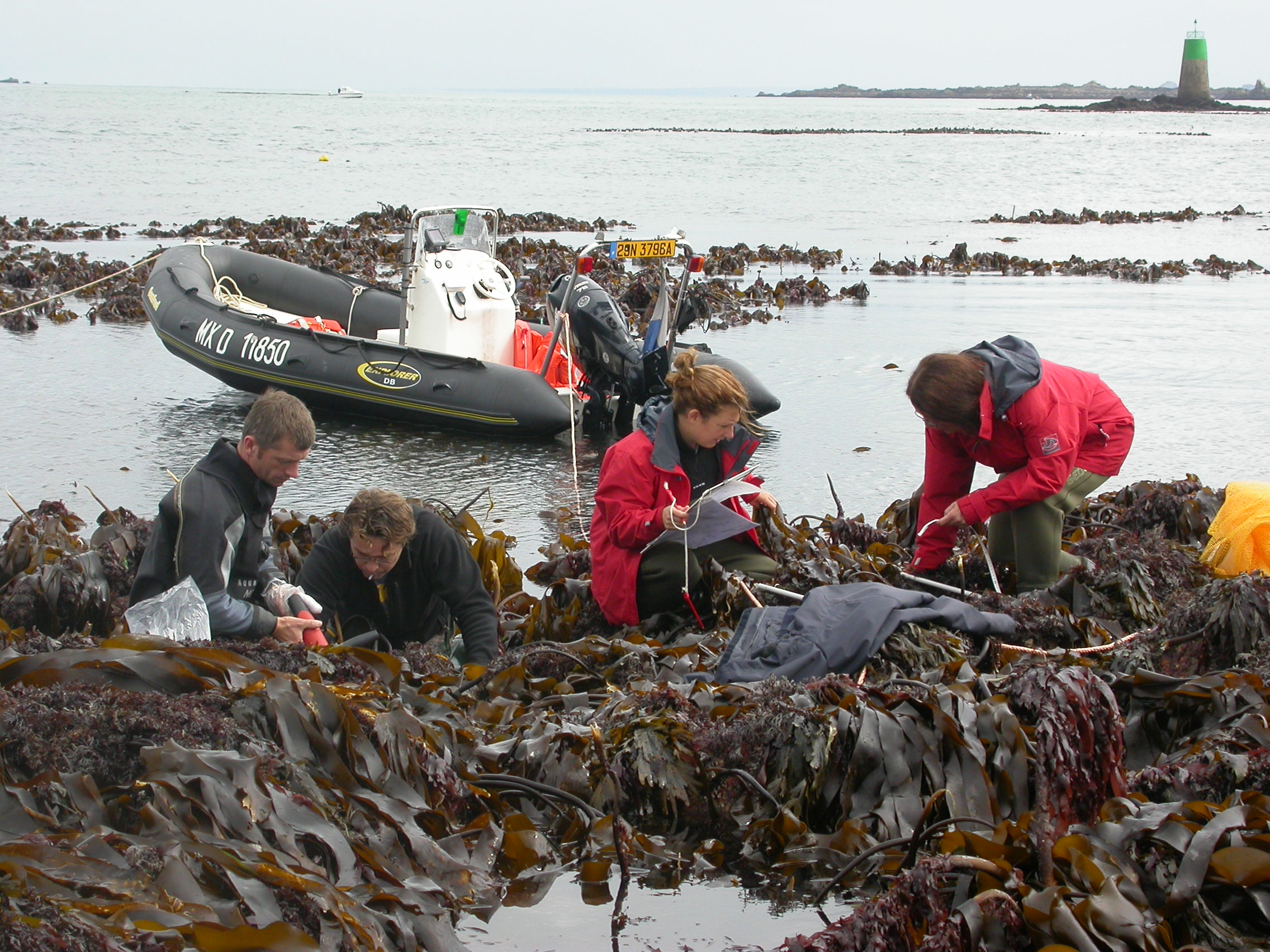 Kelp found in Atlantic Ocean ‘has survived since last ice age 16,000 years ago’ | ITV News