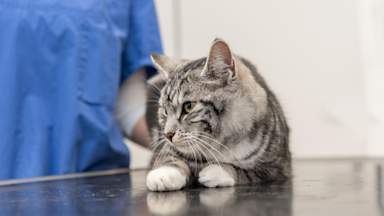 UK vet sector under review amid fears pet owners are paying too much