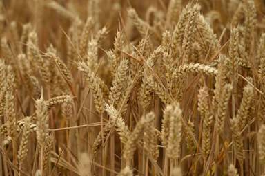 Naturally occurring fungus could help protect wheat from disease – study