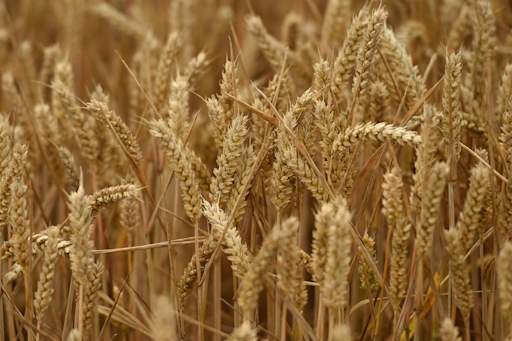 Naturally occurring fungus could help protect wheat from disease – study