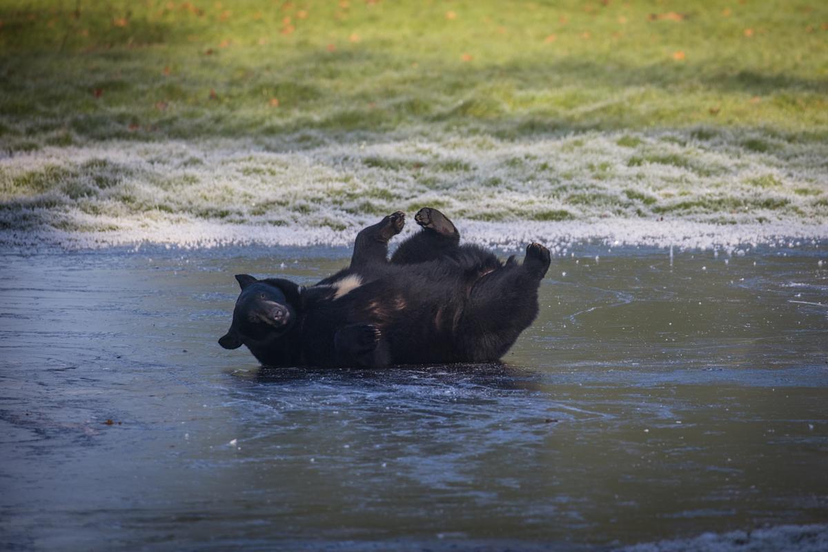 Family of black bears play on frozen lake at park enclosure amid cold ...