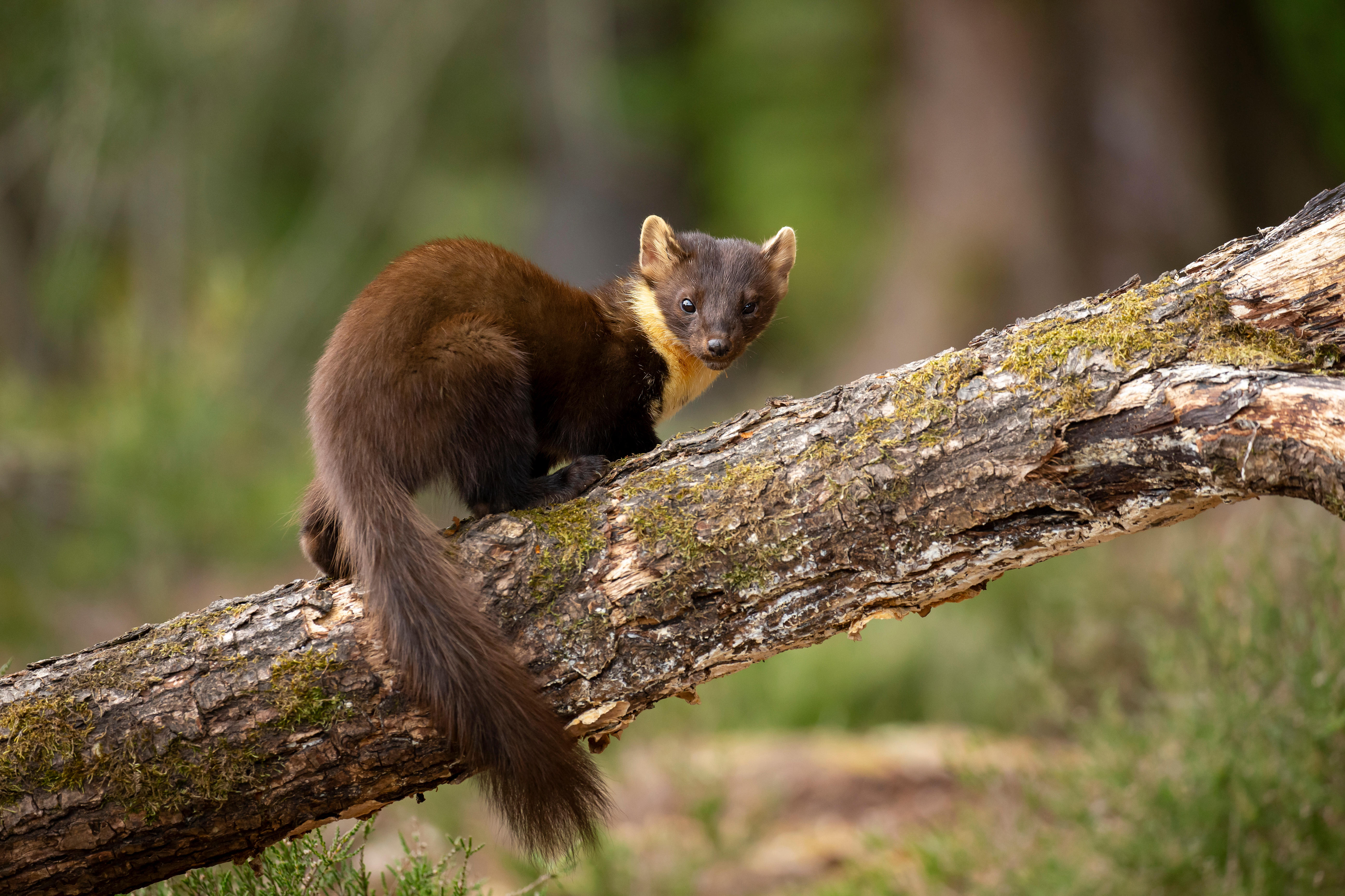 19 Pine Martens Released to Boost Exmoor Biodiversity