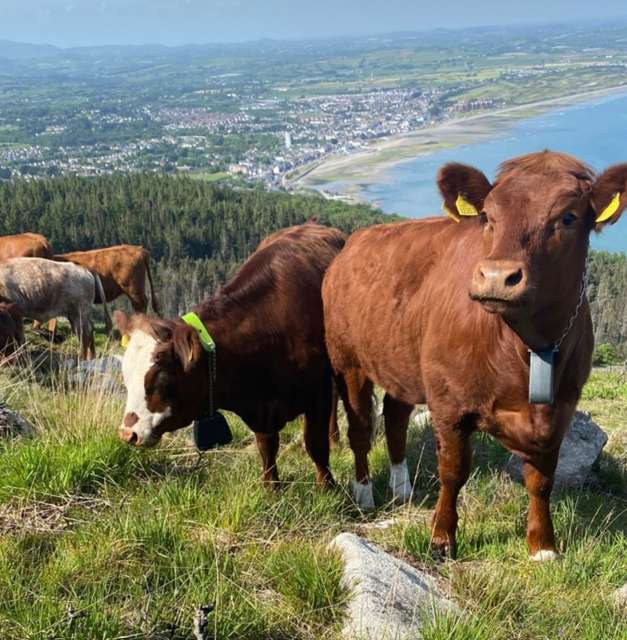 Cows to help bring mountainside back to life after devastating fires