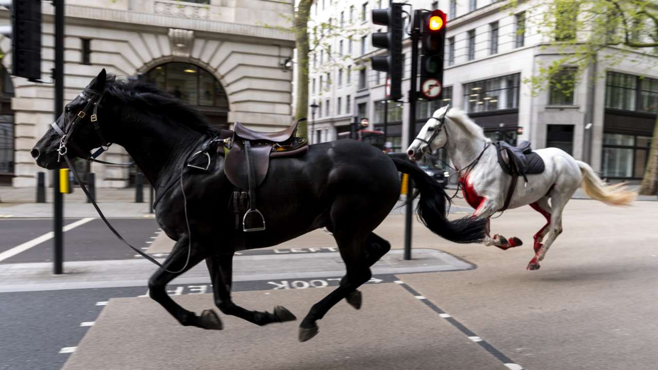 Two horses who bolted and galloped across London in 'serious condition'