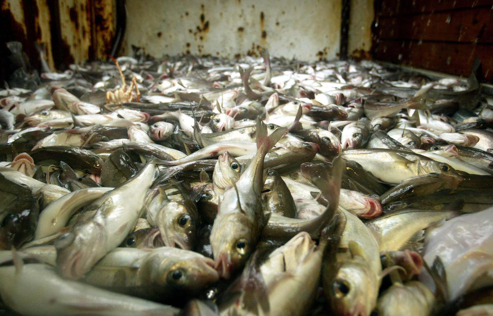 Some hake and coley stocks suffering from population decline, consumers ...