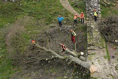 Crane set to remove felled Sycamore Gap tree
