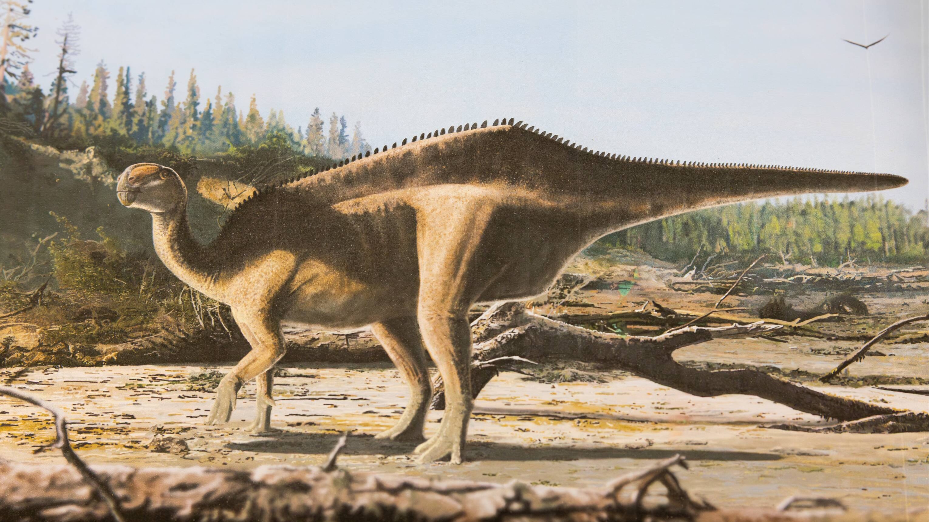 New dinosaur species discovered with ‘eye-catching sail’ along its back