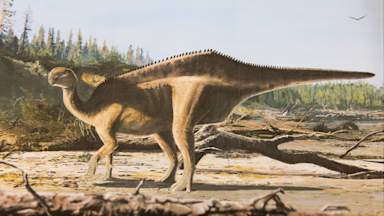 New dinosaur species discovered with ‘eye-catching sail’ along its back