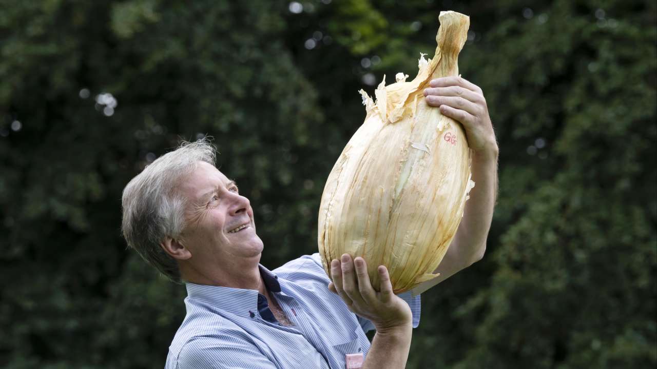 Guernsey gardener's 9kg onion expected to break world record