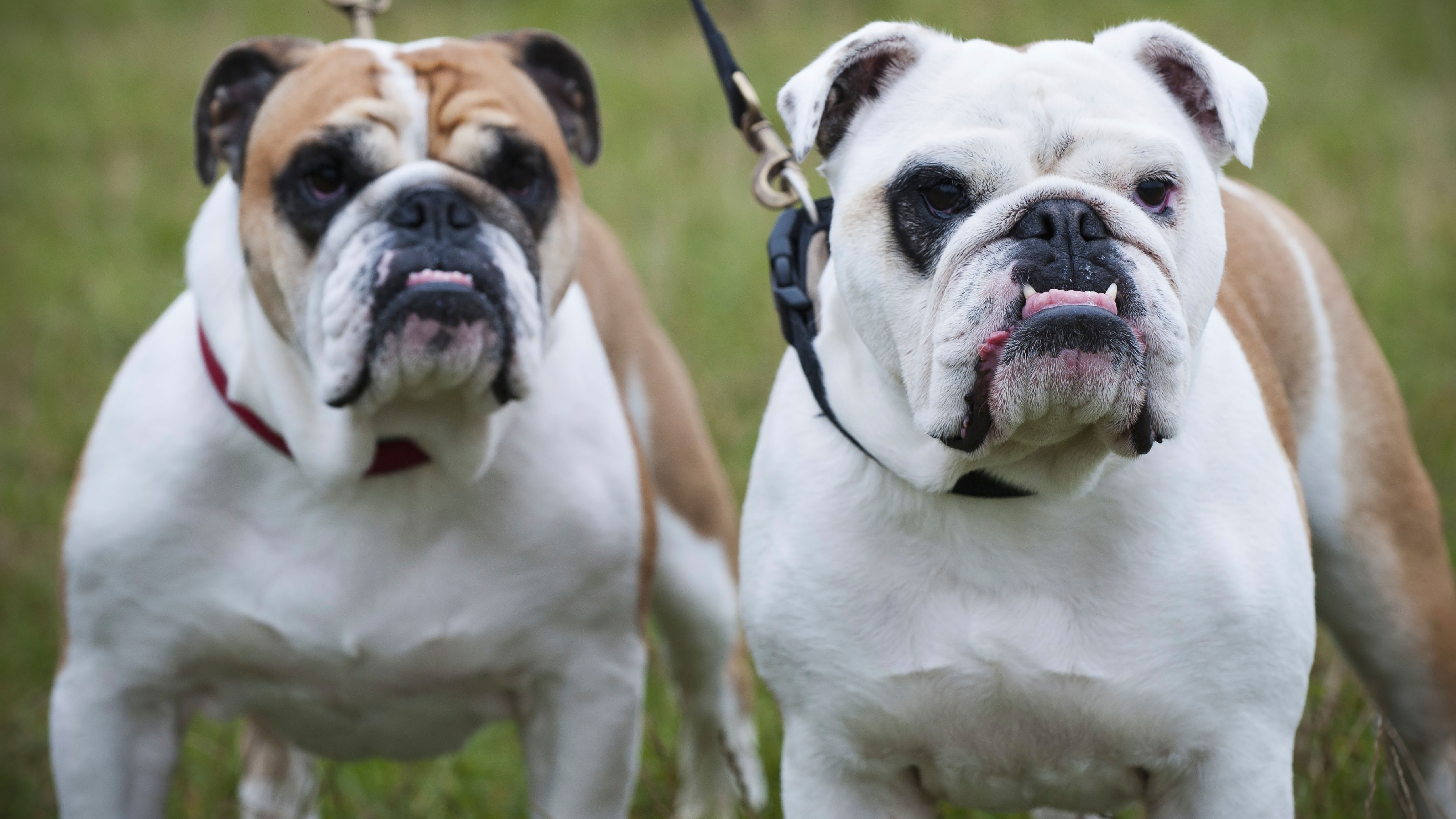 5128px x 2884px - English bulldogs 'much less healthy than other dogs due to breed traits' |  ITV News