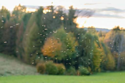 Risk of mosquito and midge-borne diseases in UK to be examined in new study