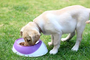 Putting pets on vegan diet could cut greenhouse gas emissions, study says