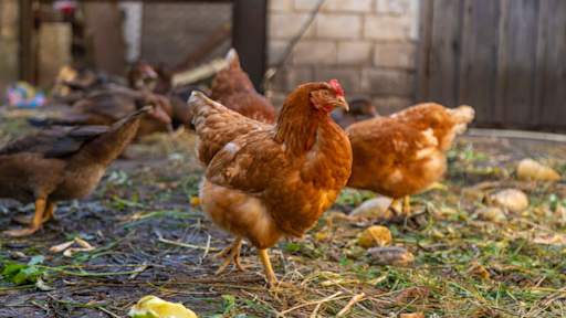 Bird flu jab trial starts amid 'real possibility' of human-to-human transmission