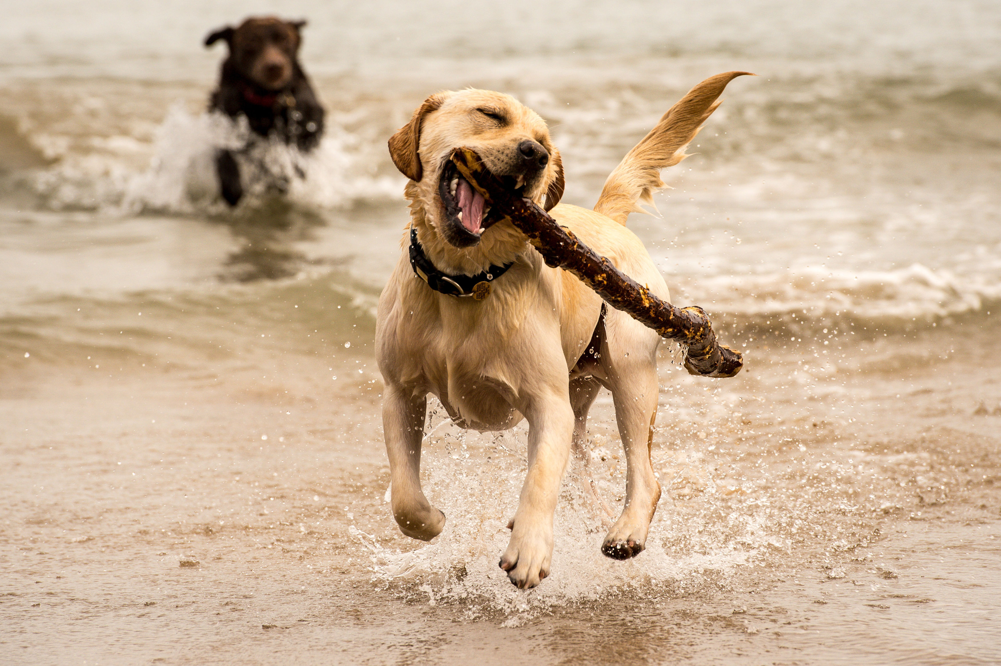 Dog owners in Guernsey warned of palm oil found along coastline | Channel - Vimarsana News