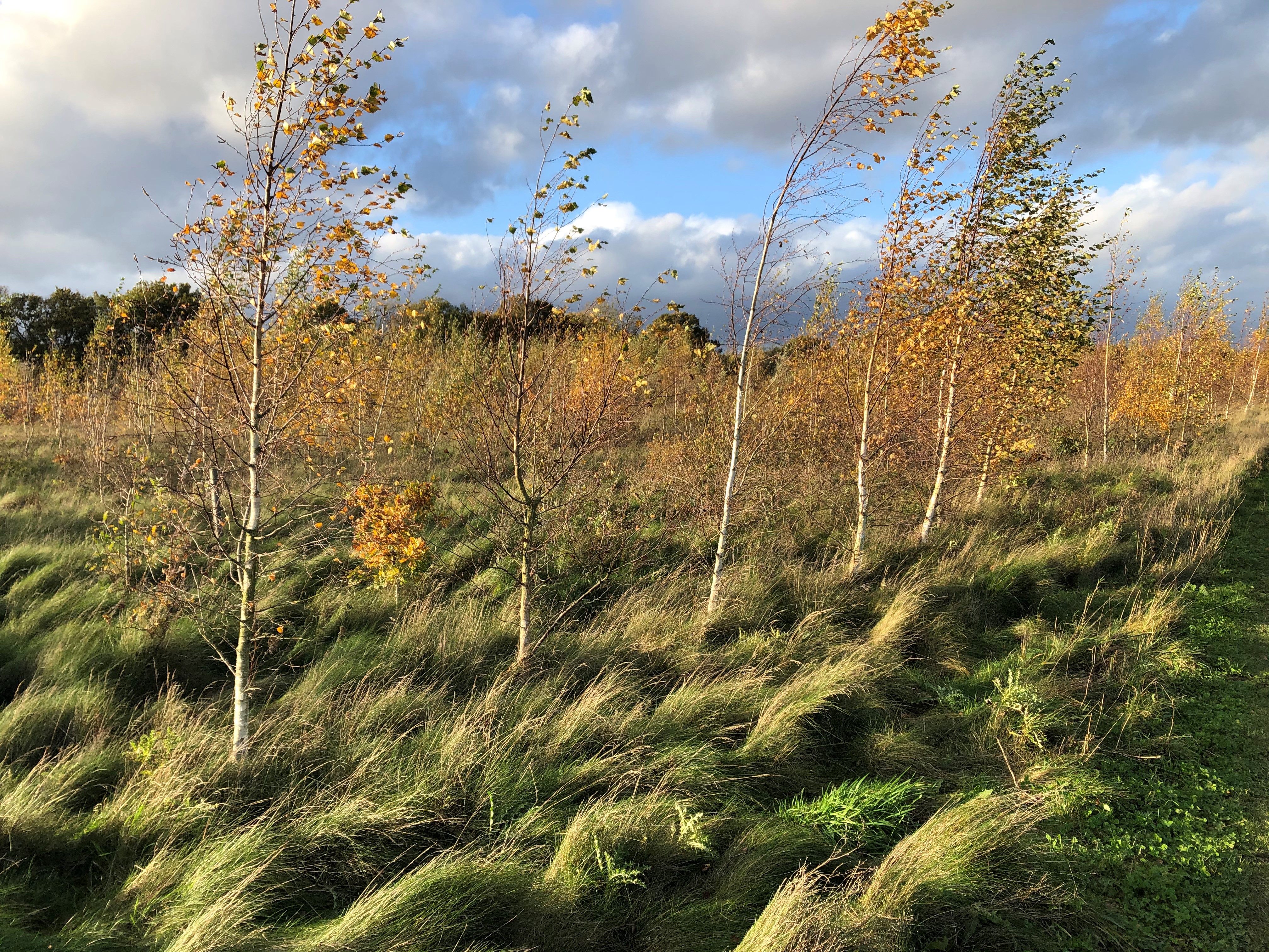 Government pledges to treble England tree planting to tackle climate ...