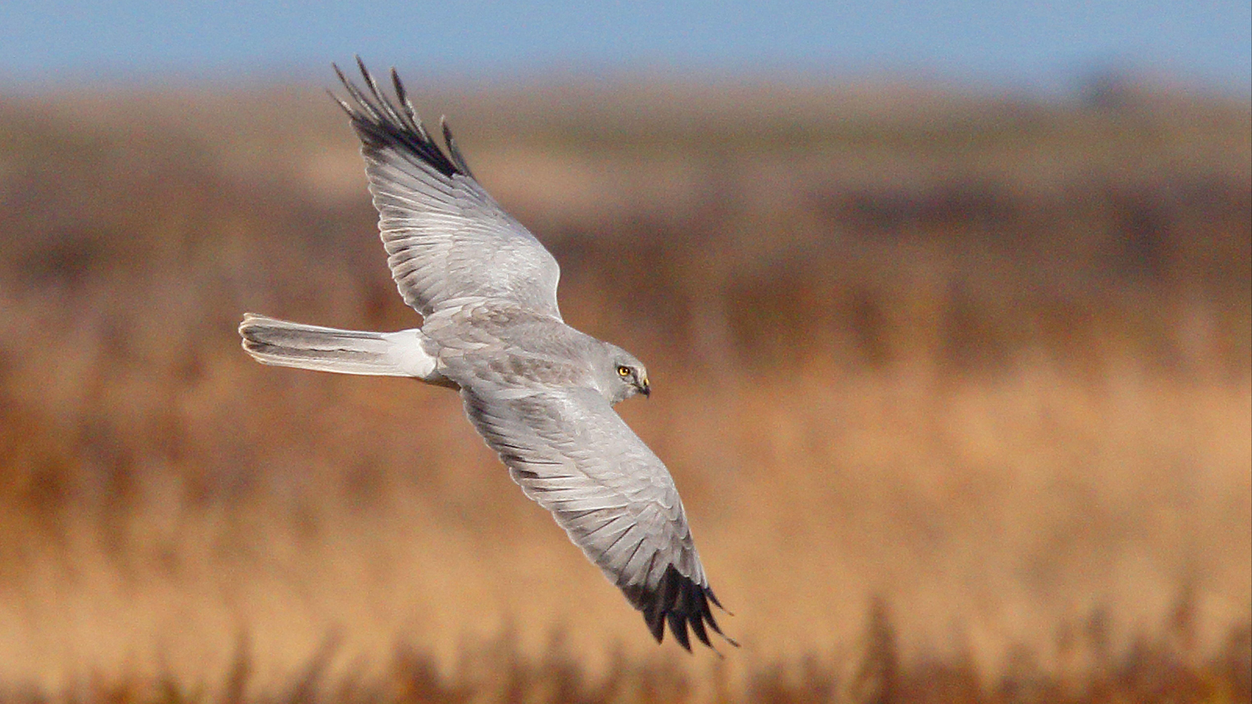 Cumbria & Lancashire'S Amazing Hen Harrier Chicks: You Won'T Believe This! - cjw597z