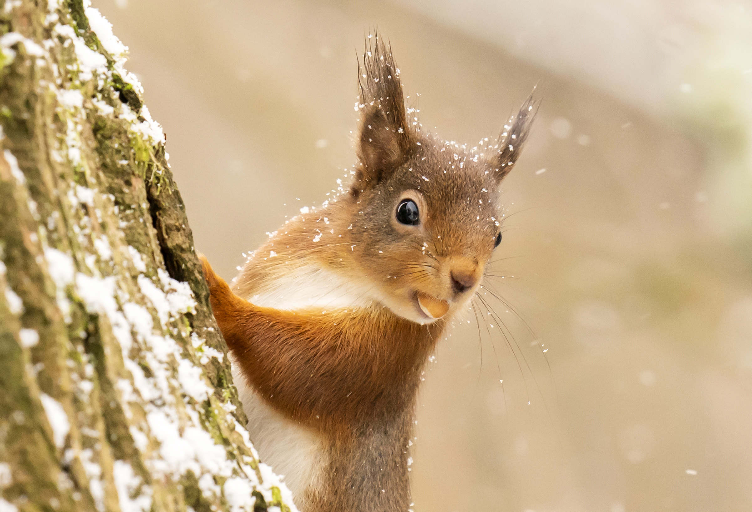 Red squirrels living apart on Isle of Wight have different genes ...