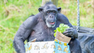 Lizzie The Chimp Celebrates Milestone 50th Birthday At Belfast Zoo 