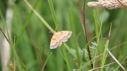 Hidden population of rare moth found after decades-long hunt