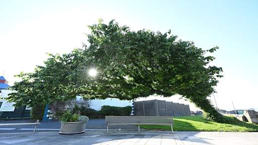 ‘Bendy’ wych elm in Northern Ireland wins Tree of the Year contest