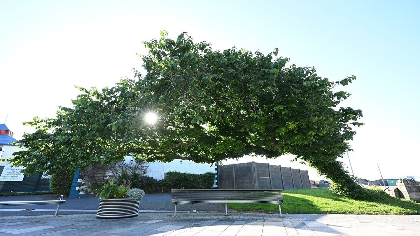 ‘Bendy’ wych elm in Northern Ireland wins Tree of the Year contest ...