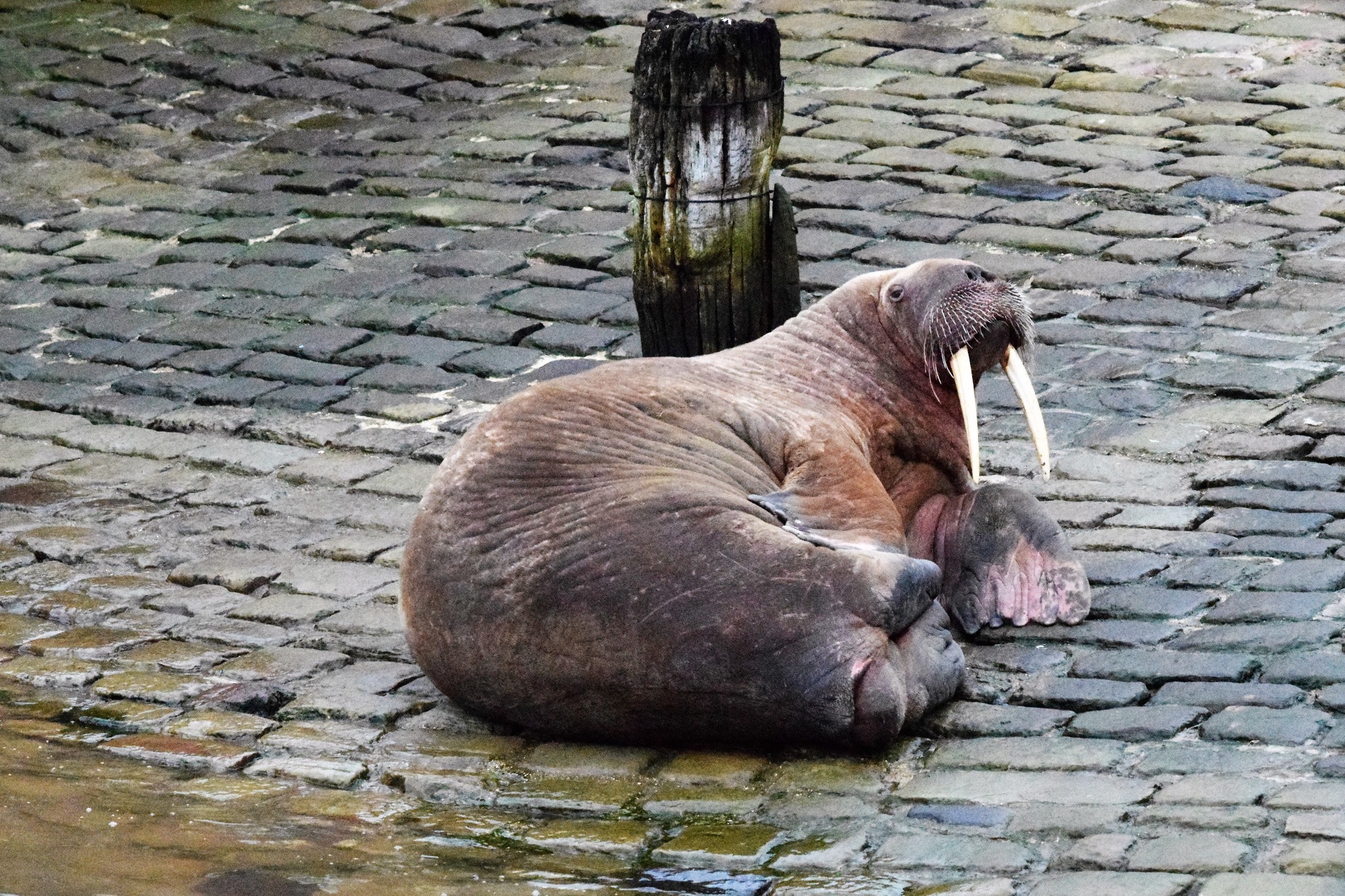 One person broke cordon in Scarborough to take picture with Thor the walrus  | ITV News Tyne Tees