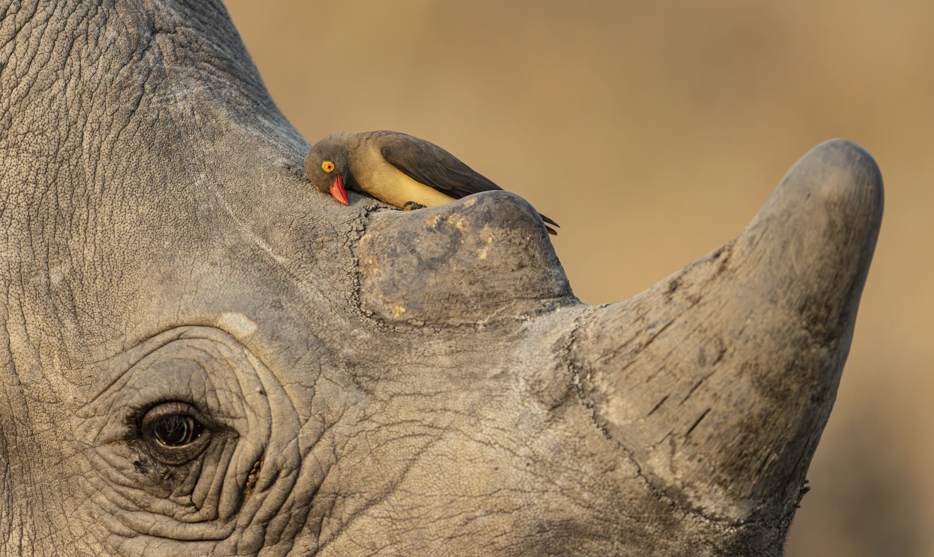 Wildlife Photographer of the Year enthroné