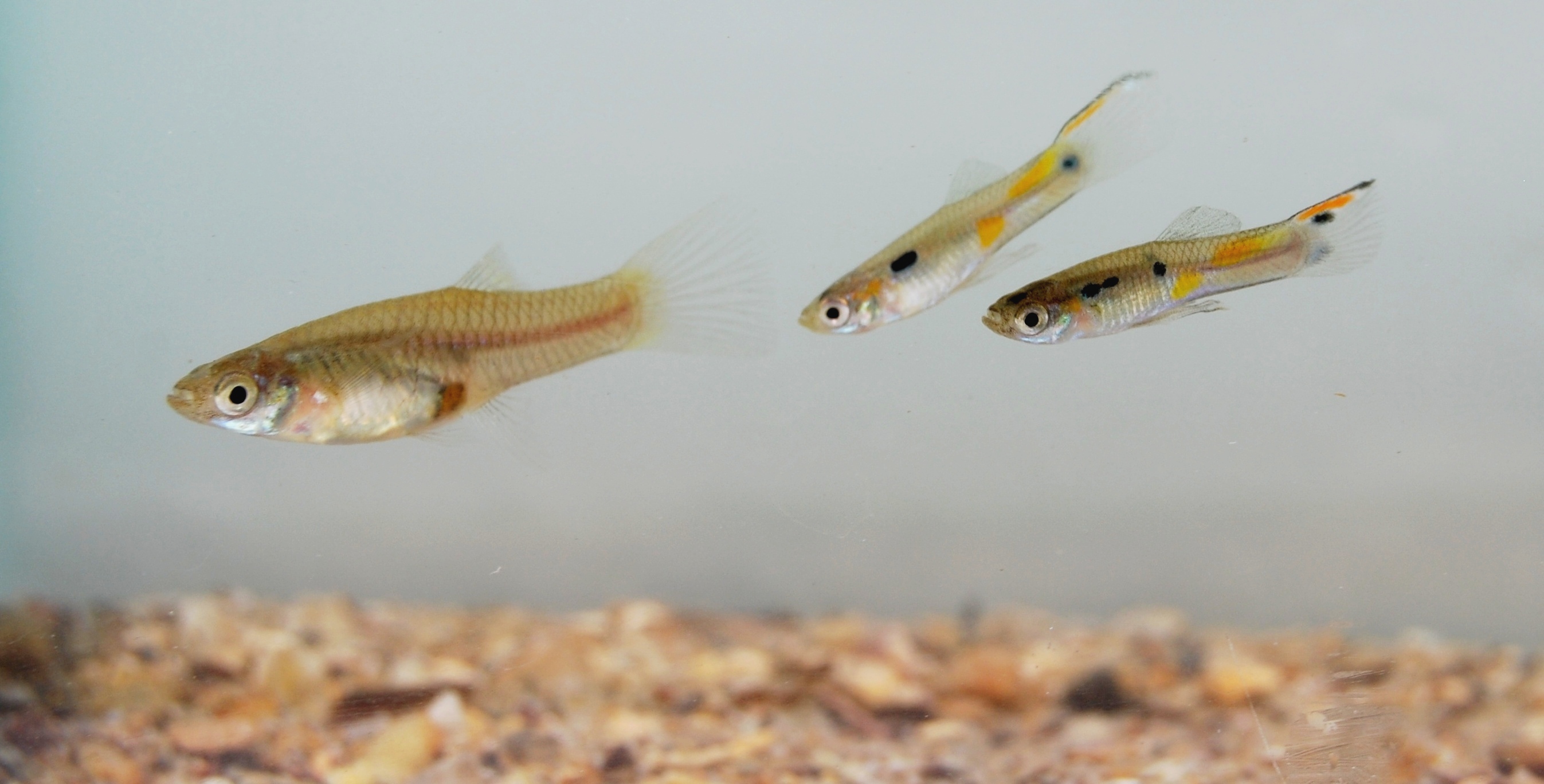 Guppy Fish Have Evolved Self Control Study Claims Itv News