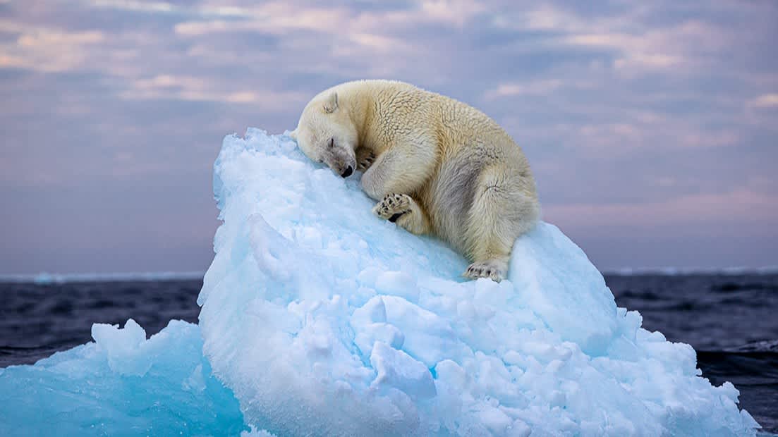 'Breathtaking' shot of polar bear on iceberg wins photography contest