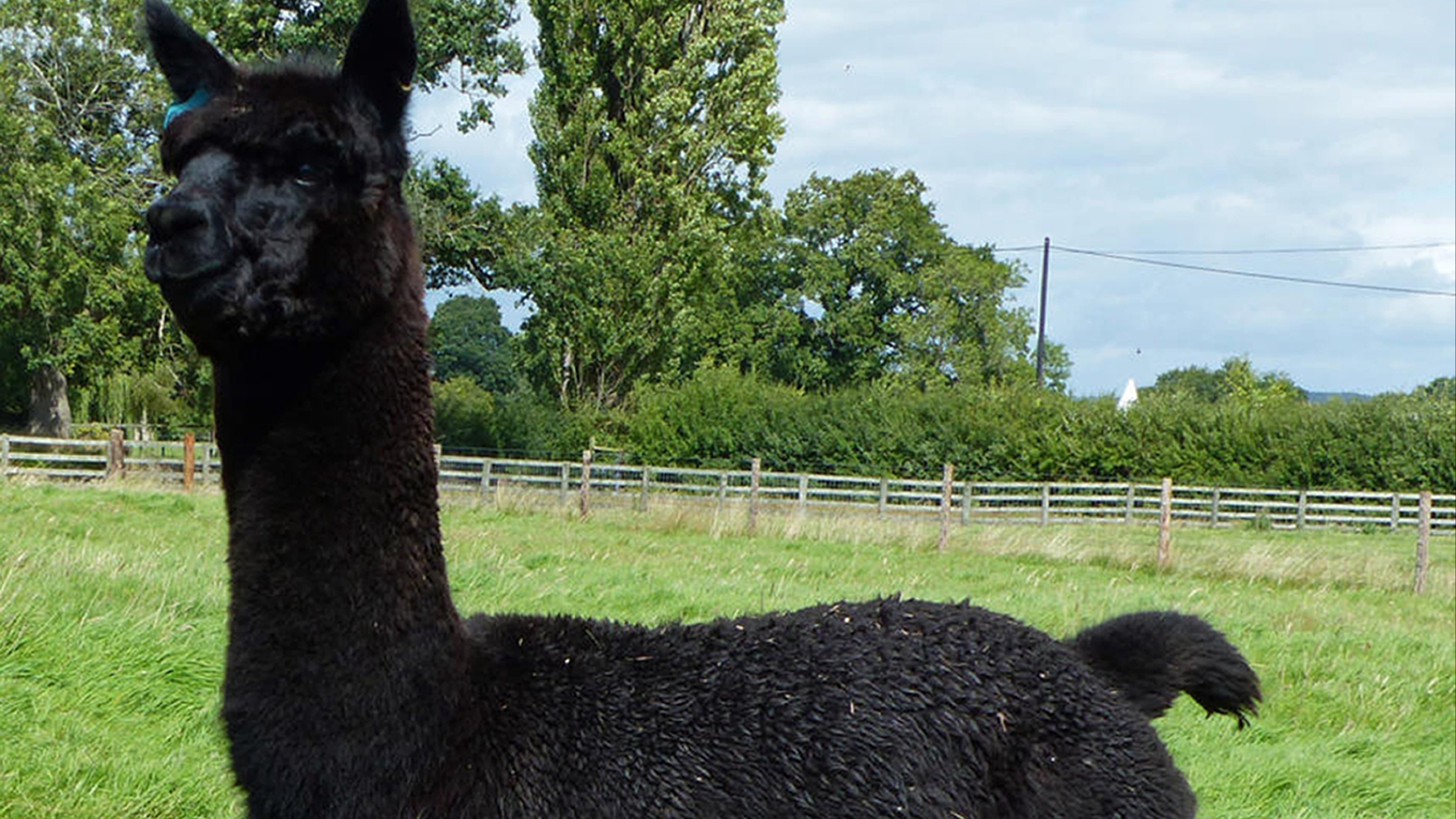 Geronimo Alpaca Latest News : Petition To Save Condemned Alpaca Geronimo From Gunman Secures Almost 80 000 Signatures Itv News