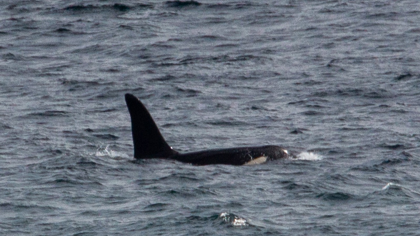 Killer Whales Spotted Off The Coast In Cornwall In First Ever Uk Sighting Itv News