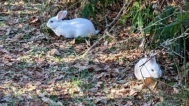 ITV Meridian Rabbits News For Oxford, Thames Valley And South Coast