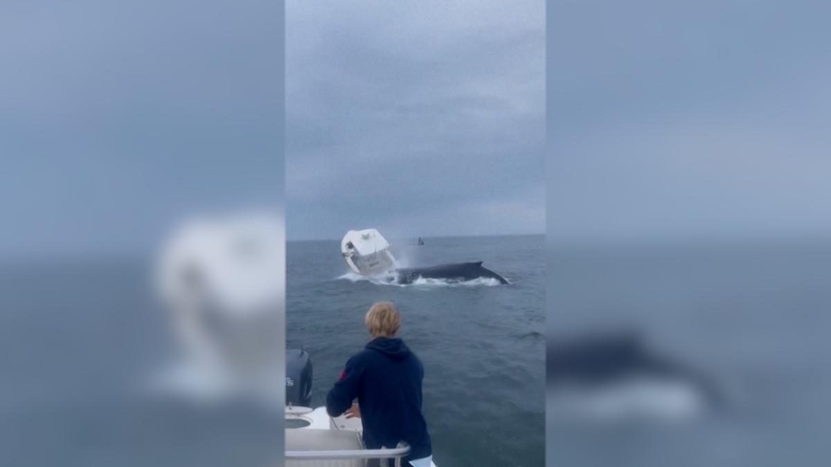Two people rescued after whale capsizes fishing boat off US coast | STV ...