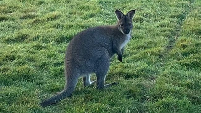 Ant the wallaby has been missing for nearly two weeks from his petting farm in Lincolnshire.