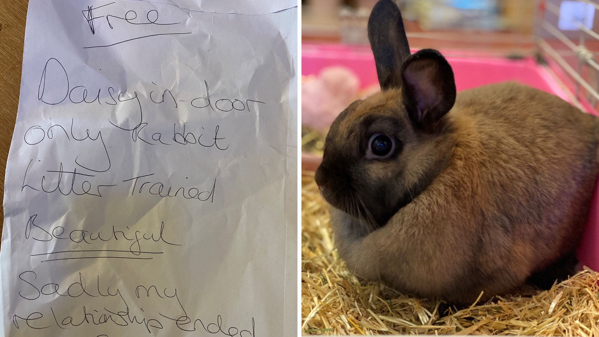Rabbit abandoned in Plymouth with note after its owner's relationship