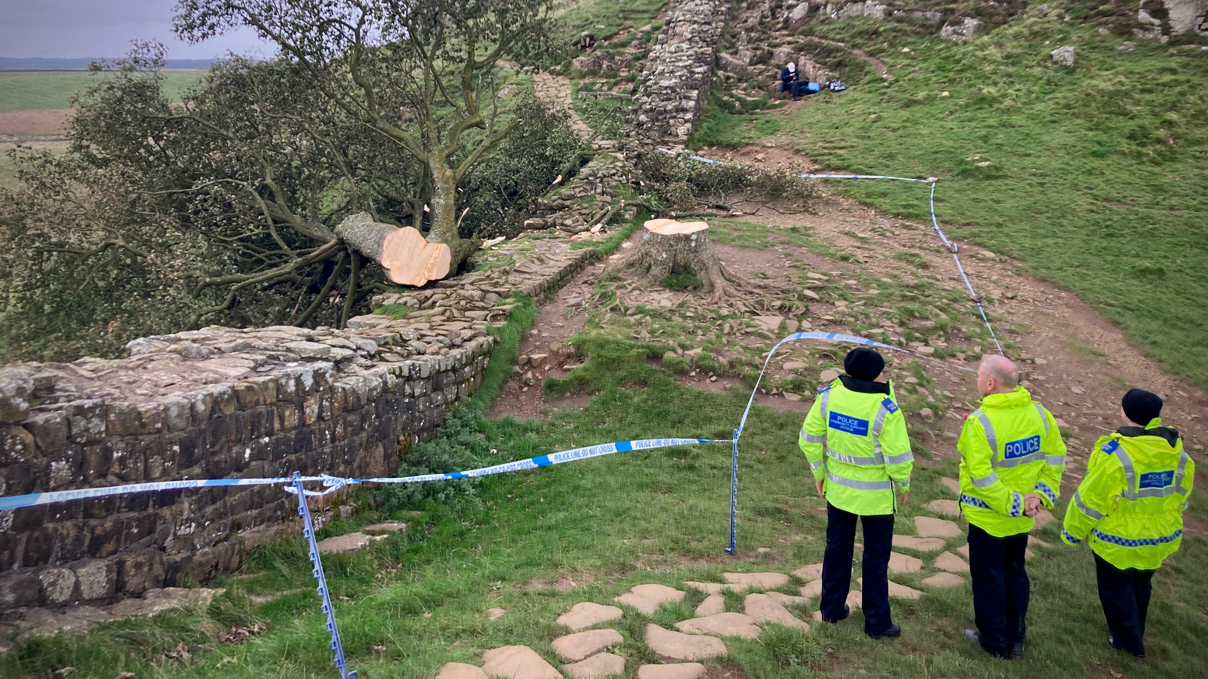 Sycamore Gap: Man in 60s bailed over felling of tree | ITV News