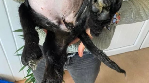 Six-legged dog abandoned in Welsh car park undergoes surgery to remove  extra limbs
