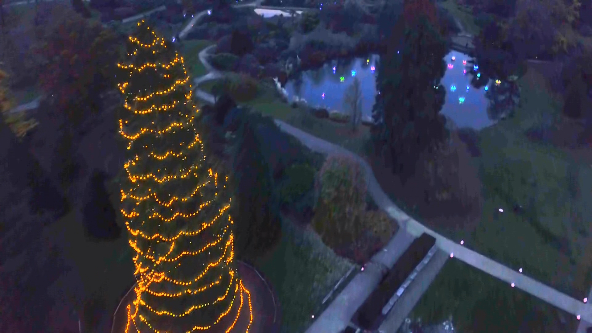 The tallest living Christmas tree in the country to be lit up in West
